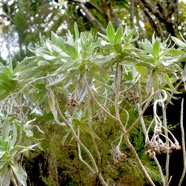 Helichrysum heliotropifolium Velours blanc  Asteraceae Endémique La Réunion 1182.jpeg